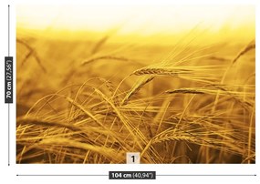 Fototapeta Vliesová Pšeničné polia 250x104 cm