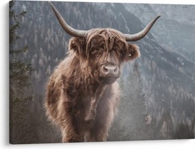 Obraz - Highlander krava (70x50 cm)