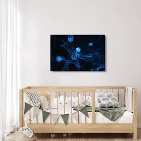 Obraz - Medúzy (90x60 cm)
