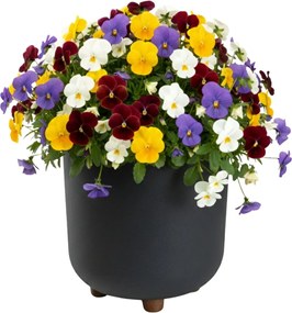 PLASTOVÝ KVETINÁČ TERRA 24X27,5 CM ANTRACITOVÁ