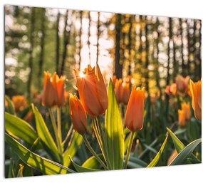 Sklenený obraz - kvety tulipánov (70x50 cm)
