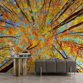 Fototapeta koruny stromov v jesenných farbách
