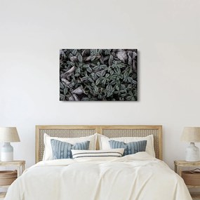 Obraz - Zamrznuté rastliny (90x60 cm)