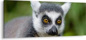 Obraz lemura (120x50 cm)