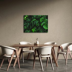 Obraz listov Monstery (70x50 cm)