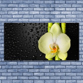 Obraz plexi Bambus kvet orchidea 120x60 cm