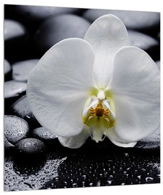 Obraz orchidee (30x30 cm)