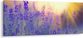 Obraz - Levanduľa (120x50 cm)