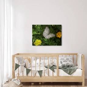 Obraz - biely motýľ (70x50 cm)