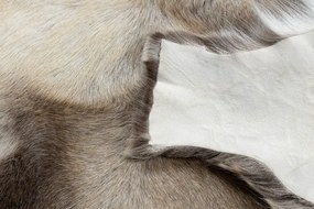 Koberec RENIFER POK008 hnedý / béžový