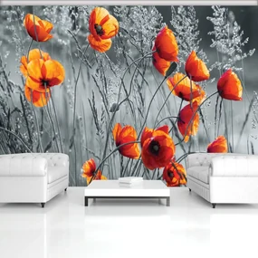 Fototapeta - Vlčí mak (152,5x104 cm)