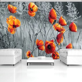 Fototapeta - Vlčí mak (152,5x104 cm)