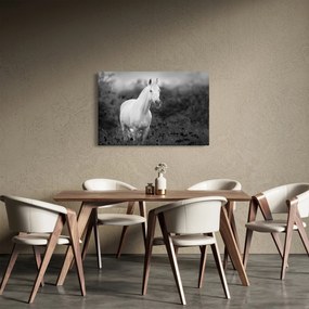 Obraz bieleho koňa na lúke, čiernobiela (90x60 cm)