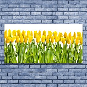 Obraz plexi Tulipány kvety príroda 120x60 cm