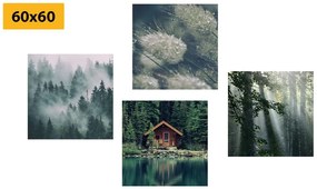 Set obrazov les ponorený do hmly