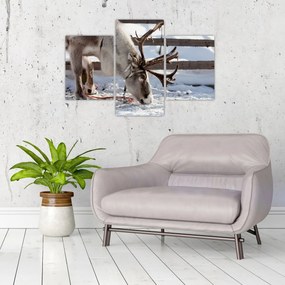 Obraz - Sob (90x60 cm)