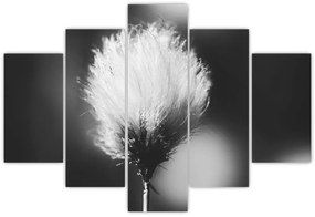 Obraz - Čiernobiely cottongrass (150x105 cm)