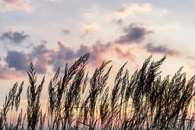 Zaujímavá fototapeta steblá trávy pri západe slnka