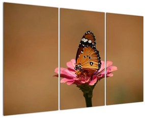 Obraz motýľa
