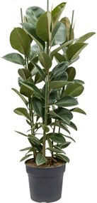 Ficus elastica robusta 34x135 cm