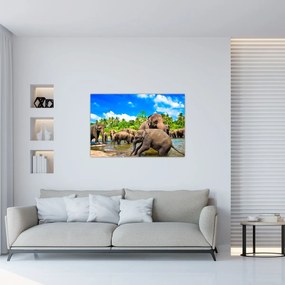 Obraz - Slony, Sri Lanka (90x60 cm)