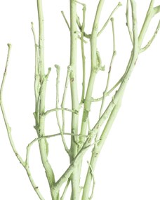 Lísková vetva 50cm light green