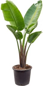 Strelitzia nicolai 1pp Pots 40x140 cm