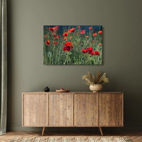 Obraz - Lúka s vlčími makmi (90x60 cm)