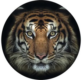 Fototapeta vliesová Tiger 142,5 cm