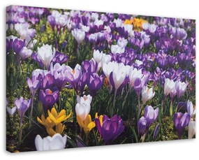 Obraz na plátně Květy krokusů Louka Příroda - 100x70 cm