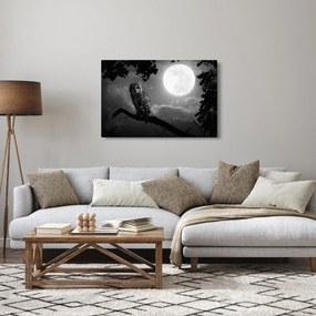 Obraz - Nočná sova, čiernobiela (90x60 cm)