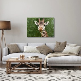 Obraz žirafy (70x50 cm)