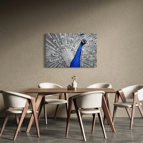 Obraz - modrý páv (90x60 cm)
