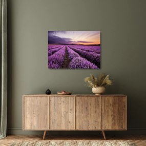 Sklenený obraz - Levanduľové pole pri západe slnka (70x50 cm)