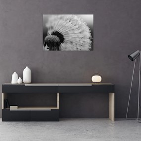 Sklenený obraz púpavy - čiernobiely (70x50 cm)