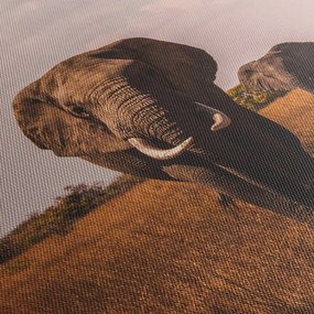 Obraz - Príchod slona (120x50 cm)