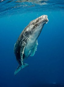 Fotografia Calf Profile, by wildestanimal