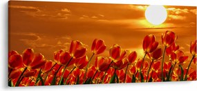 Obraz rozkvitnutého lánu s tulipánmi (120x50 cm)