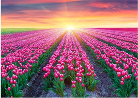 Obraz poľa tulipánov so slnkom (70x50 cm)