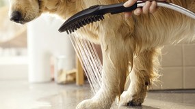 Hansgrohe DogShower, ručná sprcha pre psa, ružová, HAN-26640560