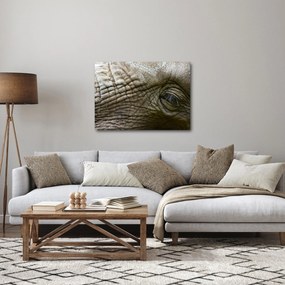 Obraz - Detailné fotografie starého slonieho oka (70x50 cm)