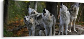 Obraz - Vlci na skale (120x50 cm)