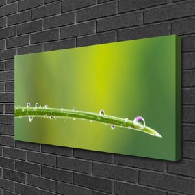 Obraz Canvas Kvapka rosy na tráve 140x70 cm