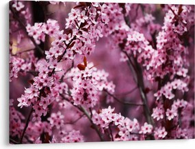 Obraz - Ružová sakura (70x50 cm)
