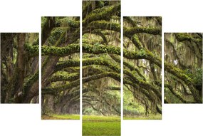 Obraz - Oaks Avenue, Charleston, Južná Karolína, USA (150x105 cm)
