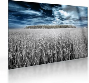 Sklenený obraz pole (70x50 cm)