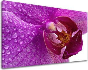 Obraz na stenu KVETY KV035E11 - 40x60 cm