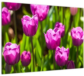 Obraz tulipánov na lúke (70x50 cm)