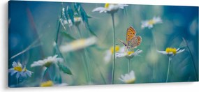Obraz - Motýľ na sedmokráske (120x50 cm)