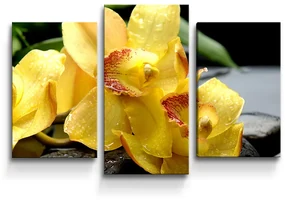 Sablio Obraz - 3-dílný Žltá Orchidey - 75x50 cm